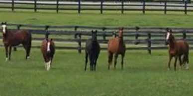 Pasture